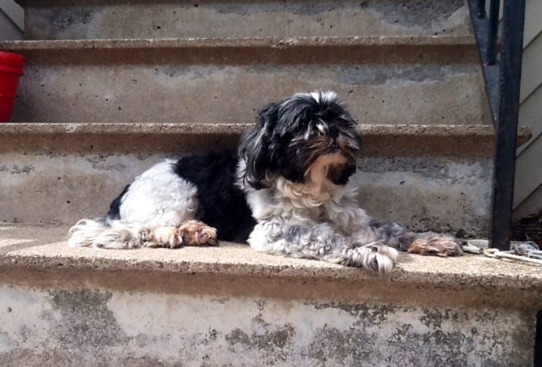 Dog image